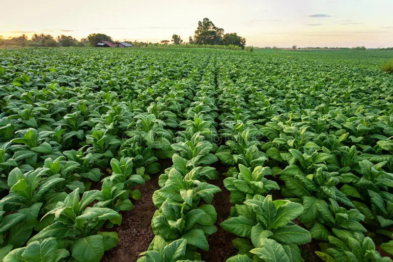 agricultores jarandilla de la Vera