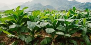 maria pizarro jarandilla