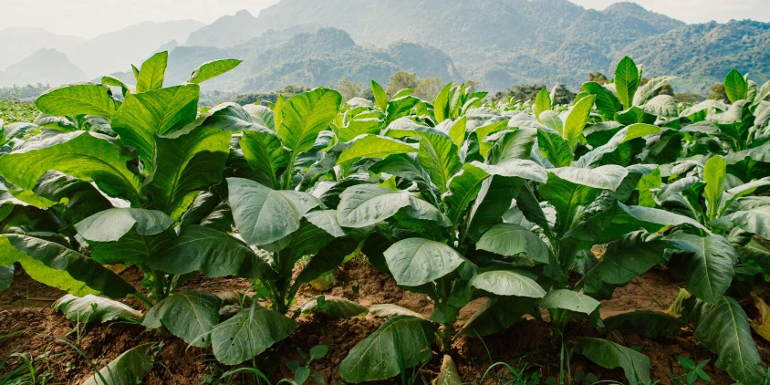 maria pizarro jarandilla